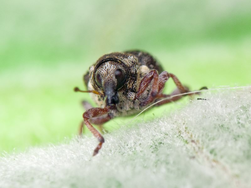 Rhinoncus pericarpius (Linnaeus, 1758)